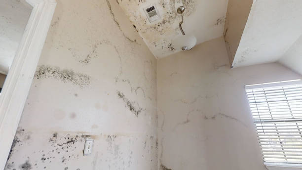  Converse, IN Mold Removal Pros