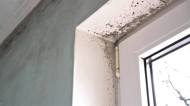Best Air Quality Testing for Mold Spores  in Converse, IN