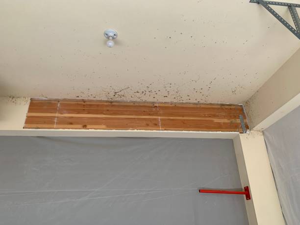 Reliable Converse, IN Mold Removal Solutions