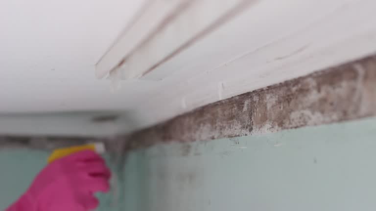 Best Environmental Consulting for Mold Prevention  in Converse, IN